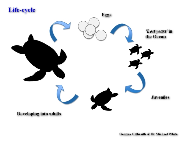 Life Cycle - BOG TURTLE